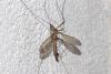 Tipula fascipennis
